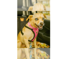 Labrador Retriever-Unknown Mix Dogs for adoption in Grovertown, IN, USA