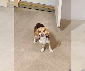 Beagle-Chihuahua Mix Dogs for adoption in Woodsfield, OH, USA