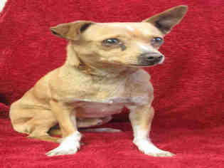 Chihuahua Dogs for adoption in Oakdale, CA, USA