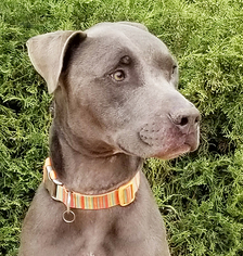Blue Lacy Dogs for adoption in Albuquerque, NM, USA