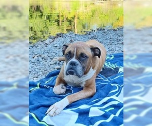 Boxer Dogs for adoption in Bellevue, WA, USA