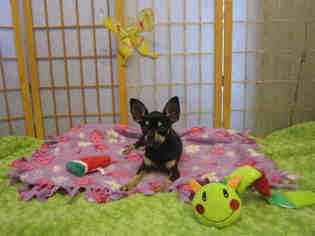 Medium Photo #109 Chihuahua-Unknown Mix Puppy For Sale in Santa Clara, CA, USA