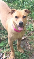 Chiweenie Dogs for adoption in Fayetteville, GA, USA