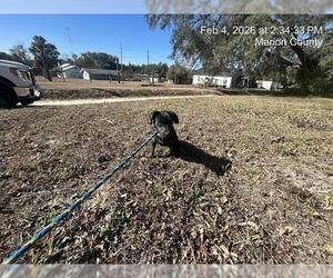 Dachshund-Unknown Mix Dogs for adoption in Ocala, FL, USA