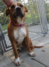 Boxer Dogs for adoption in Mitchell, SD, USA