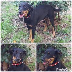 Rotterman Dogs for adoption in Naples, FL, USA