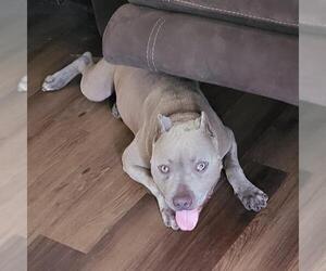 American Staffordshire Terrier-Unknown Mix Dogs for adoption in San Antonio, TX, USA