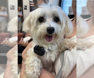 Maltese Dogs for adoption in Holly Springs, NC, USA