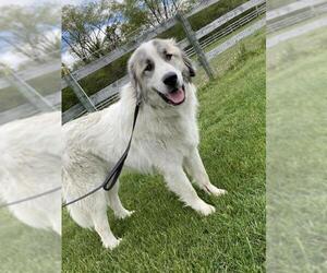 Great Pyrenees-Huskies  Mix Dogs for adoption in Woodstock, IL, USA