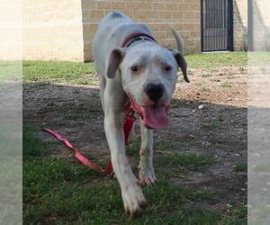 Dogo Argentino-Unknown Mix Dogs for adoption in San Antonio, TX, USA