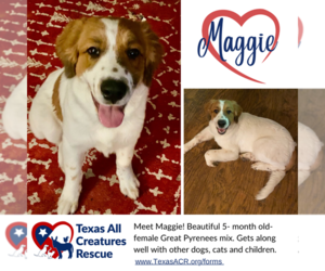 Great Pyrenees-Unknown Mix Dogs for adoption in Lillian, TX, USA