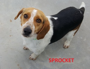 Beagle Dogs for adoption in Knoxville, IA, USA