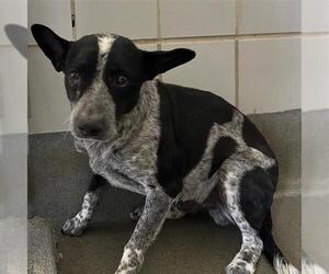Mutt Dogs for adoption in San Antonio, TX, USA