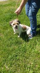 Shih Tzu Dogs for adoption in Trenton, MO, USA