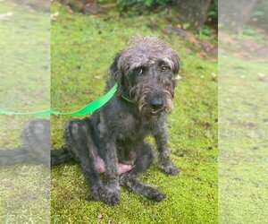 Labradoodle Dogs for adoption in Alexander, AR, USA