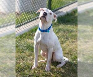 American Pit Bull Terrier-Unknown Mix Dogs for adoption in Waterford, VA, USA