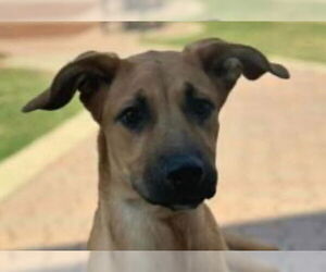 German Shepherd Dog-Unknown Mix Dogs for adoption in Canton, CT, USA