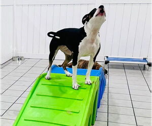 American Pit Bull Terrier-Bull Terrier Mix Dogs for adoption in Rockaway, NJ, USA