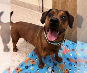 Redbone Coonhound-Rottweiler Mix Dogs for adoption in Brighton, CO, USA