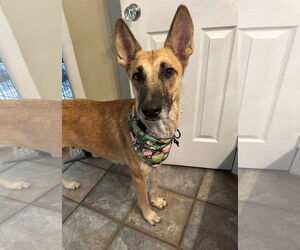 German Shepherd Dog Dogs for adoption in Hoffman Estates, IL, USA