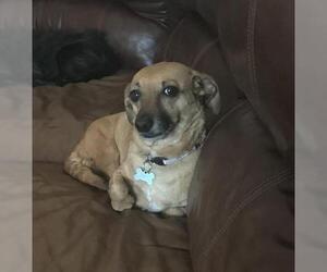 Dachshund-Unknown Mix Dogs for adoption in Fresno, CA, USA
