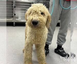 Golden Retriever-Unknown Mix Dogs for adoption in Washington, DC, USA