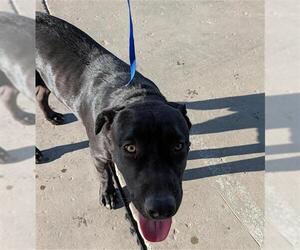 Labrador Retriever-Unknown Mix Dogs for adoption in Bakersfield, CA, USA
