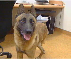 Mutt Dogs for adoption in Sacramento, CA, USA