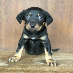 Rottweiler Dogs for adoption in Fredericksburg, TX, USA