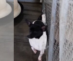 Rat Terrier Dogs for adoption in Bonifay, MO, USA