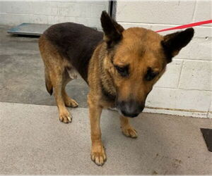 German Shepherd Dog Dogs for adoption in San Bernardino, CA, USA