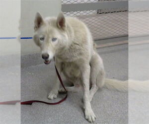 Siberian Husky Dogs for adoption in Pasadena, TX, USA