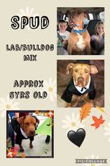 Bulldog Dogs for adoption in Franklinton, LA, USA