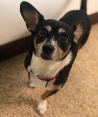 Chi-Corgi Dogs for adoption in Tempe, AZ, USA