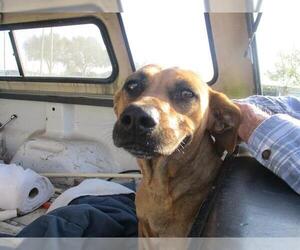 Black Mouth Cur Dogs for adoption in Ocala, FL, USA