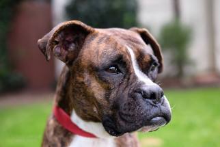 Boxer Dogs for adoption in Santa Monica, CA, USA