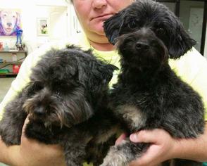 Maltipoo Dogs for adoption in Sebec, ME, USA