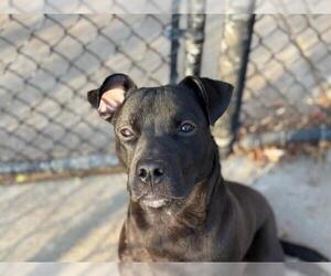 Mutt Dogs for adoption in Tulsa, OK, USA