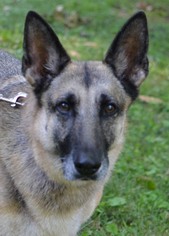 Medium Photo #1 German Shepherd Dog Puppy For Sale in Germanton, TN, USA