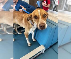 Mutt Dogs for adoption in Pearland, TX, USA