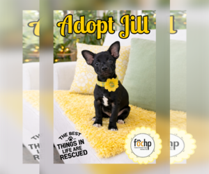 Dachshund Dogs for adoption in Menifee, CA, USA