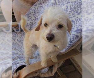 Maltese Dogs for adoption in Apple Valley, CA, USA
