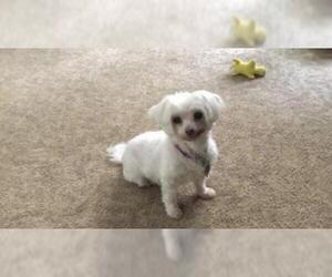 Maltese Dogs for adoption in Stroudsburg, PA, USA