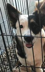 Dorgi Dogs for adoption in SHERBURNE, NY, USA