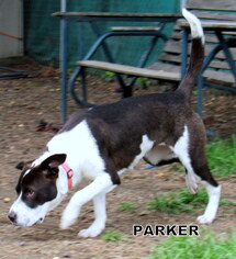 Pointer Dogs for adoption in Lindsay, CA, USA