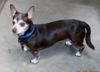 Medium Photo #1 Chiweenie Puppy For Sale in San Jacinto, CA, USA