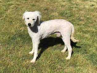Poodle (Standard) Dogs for adoption in Grovetown, GA, USA