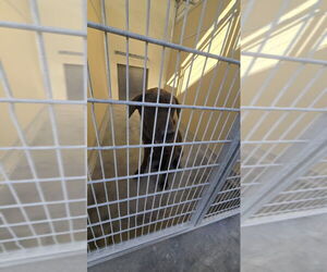 Labrador Retriever-Unknown Mix Dogs for adoption in Texas City, TX, USA