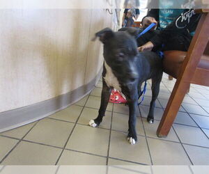 American Pit Bull Terrier-Unknown Mix Dogs for adoption in Ocala, FL, USA