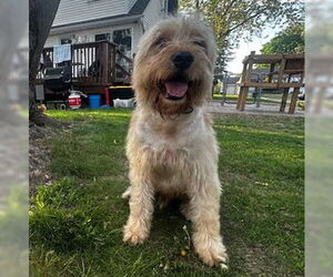Goldendoodle Dogs for adoption in Brooklyn Center, MN, USA